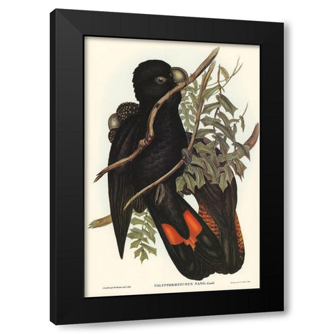 Western Black Cockatoo-Calyptorhynchus naso Black Modern Wood Framed Art Print by Gould, John
