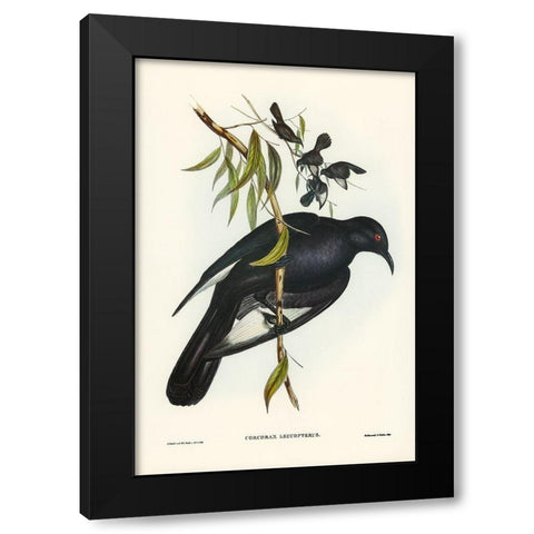 White-winged Chough-Corcorax leucopterus Black Modern Wood Framed Art Print with Double Matting by Gould, John