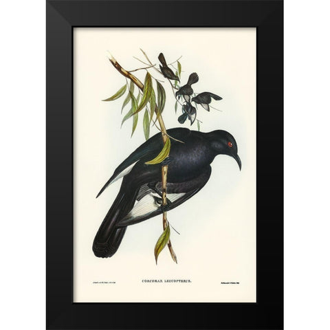 White-winged Chough-Corcorax leucopterus Black Modern Wood Framed Art Print by Gould, John