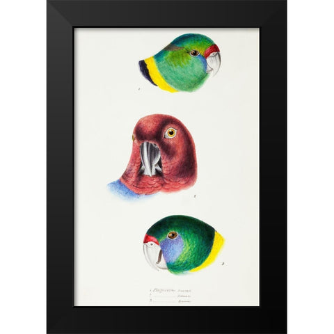 Mallee Ringneck-Maroon Shining Parrot and Australian ringneck Black Modern Wood Framed Art Print by Gould, John