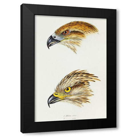 Black Kite-Milvus affinis and Square-tailed Kite-Milvus Isurus Black Modern Wood Framed Art Print with Double Matting by Gould, John