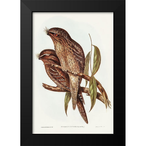 Tawny Frogmouth-Podargus Cuvieri Black Modern Wood Framed Art Print by Gould, John