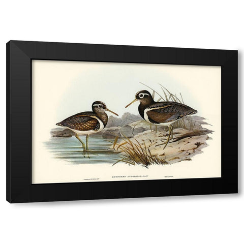 Australian Rhynchaea-Rhynchaea Australis Black Modern Wood Framed Art Print by Gould, John