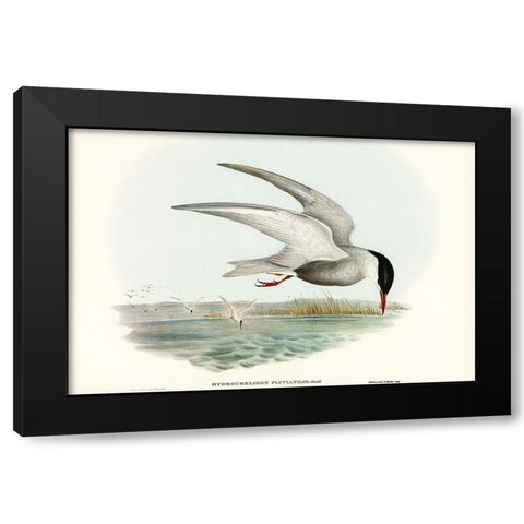 Marsh Tern-Hydrochelidon fluviatilis Black Modern Wood Framed Art Print with Double Matting by Gould, John
