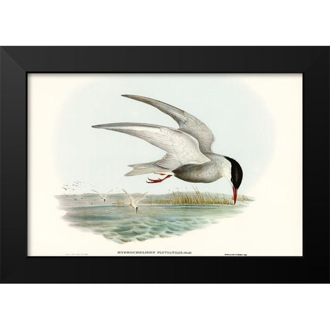 Marsh Tern-Hydrochelidon fluviatilis Black Modern Wood Framed Art Print by Gould, John