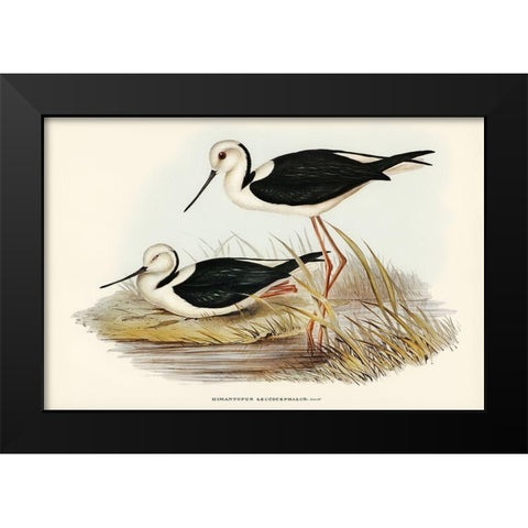 White-headed Stilt-Himantopus leucocephalus Black Modern Wood Framed Art Print by Gould, John
