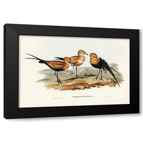 Australian Pratincole-Glareola grallaria Black Modern Wood Framed Art Print by Gould, John