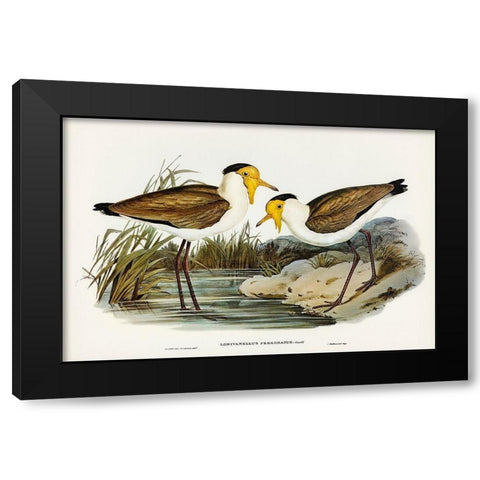 Masked Pewit-Lobivanellus personatus Black Modern Wood Framed Art Print with Double Matting by Gould, John