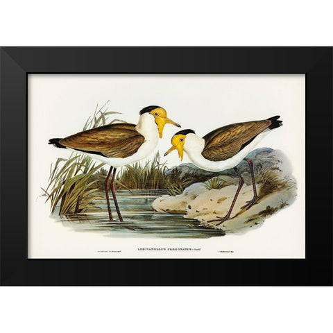 Masked Pewit-Lobivanellus personatus Black Modern Wood Framed Art Print by Gould, John
