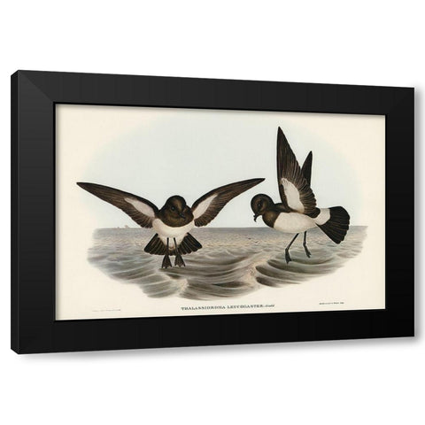White-bellied Storm Petrel-Thalassidroma leucogaster Black Modern Wood Framed Art Print by Gould, John