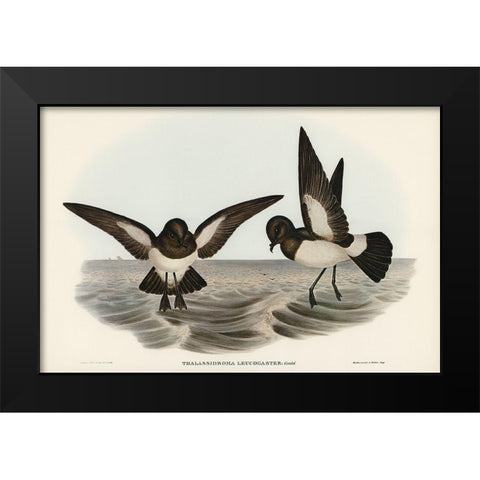 White-bellied Storm Petrel-Thalassidroma leucogaster Black Modern Wood Framed Art Print by Gould, John