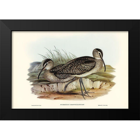 Australian Whimbrel-Numenius uropygialis Black Modern Wood Framed Art Print by Gould, John