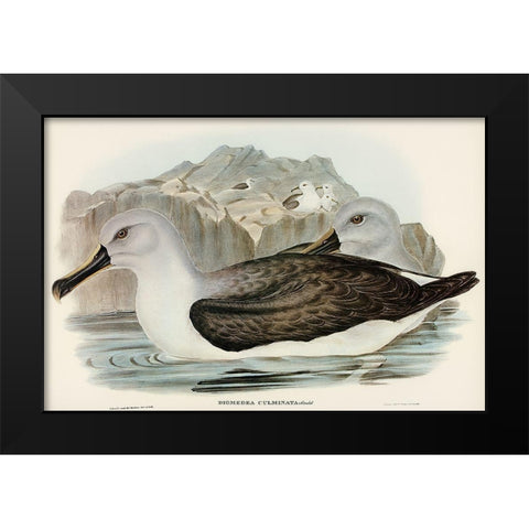 Culminated Albatros-Diomedea culminata Black Modern Wood Framed Art Print by Gould, John
