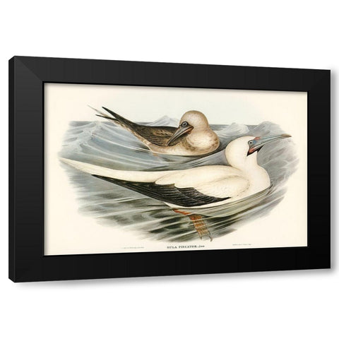 Red-legged Gannet-Sula piscator Black Modern Wood Framed Art Print with Double Matting by Gould, John
