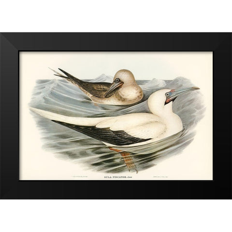 Red-legged Gannet-Sula piscator Black Modern Wood Framed Art Print by Gould, John
