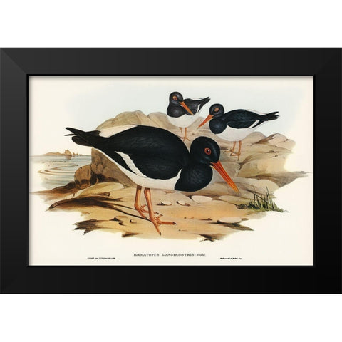 White-breasted Oyster-Catcher-Haematopus longirostris Black Modern Wood Framed Art Print by Gould, John