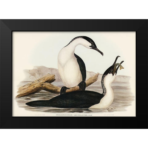 White-breasted Cormorant-Phalacrocorax leucogaster Black Modern Wood Framed Art Print by Gould, John