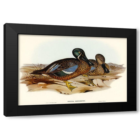 Australian Shoveller-Spatula Rhynchotis Black Modern Wood Framed Art Print by Gould, John