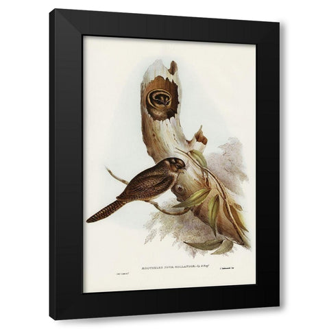 Owlet Nightjar-Aegotheles nova-hollandie Black Modern Wood Framed Art Print with Double Matting by Gould, John