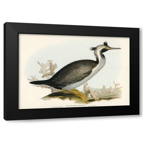 Spotted Cormorant-Phalacrocorax punctatus Black Modern Wood Framed Art Print by Gould, John