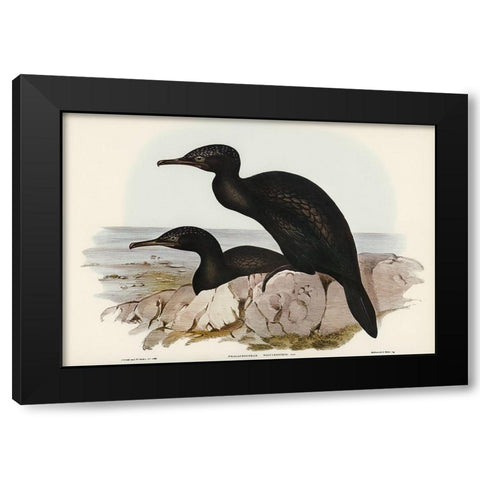 Groove-billed Cormorant-Phalacrocorax sulcirostris Black Modern Wood Framed Art Print with Double Matting by Gould, John