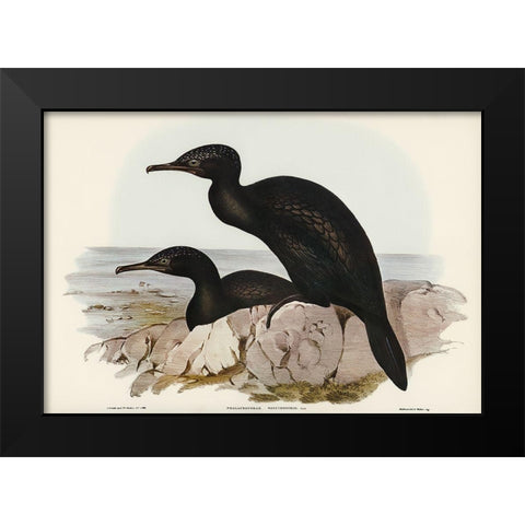 Groove-billed Cormorant-Phalacrocorax sulcirostris Black Modern Wood Framed Art Print by Gould, John