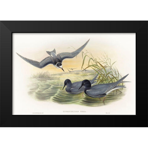 Hydrochelidon nigra Black Modern Wood Framed Art Print by Gould, John