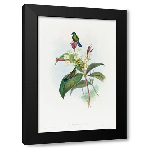Eucephala caerulea-Blue-chinned Sapphire Black Modern Wood Framed Art Print by Gould, John