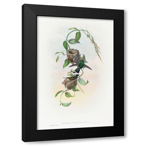Chlorostilbona prasina-Puncherans Emerald Black Modern Wood Framed Art Print by Gould, John