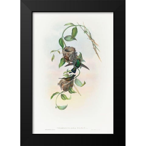 Chlorostilbona prasina-Puncherans Emerald Black Modern Wood Framed Art Print by Gould, John