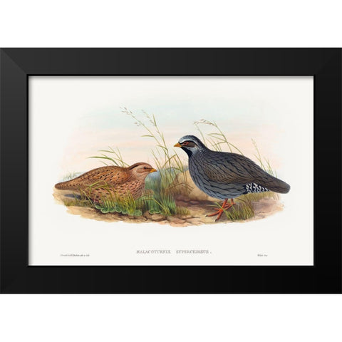 Malacoturnix superciliosus-Mountain Quail Black Modern Wood Framed Art Print by Gould, John