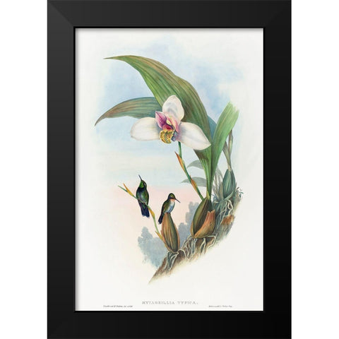 Myiabeillia typica-Abeilles Hummingbird Black Modern Wood Framed Art Print by Gould, John