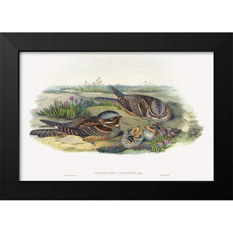 Caprimulgus europaeus-Nightjar Black Modern Wood Framed Art Print by Gould, John