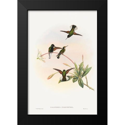 Callipharus nigriventris-Black-bellied Hummingbird Black Modern Wood Framed Art Print by Gould, John