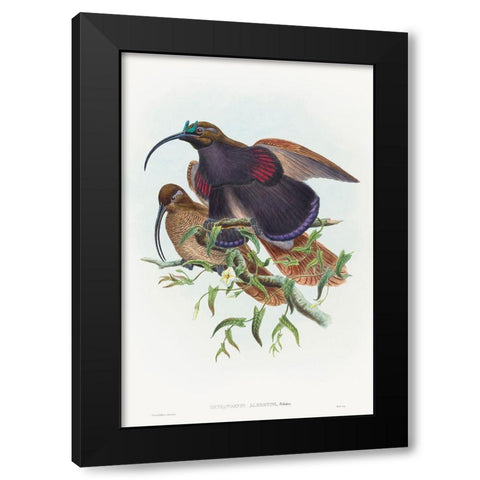 Drepanornis albertisi-Black-billed Sicklebill Bird of Paradise Black Modern Wood Framed Art Print by Gould, John