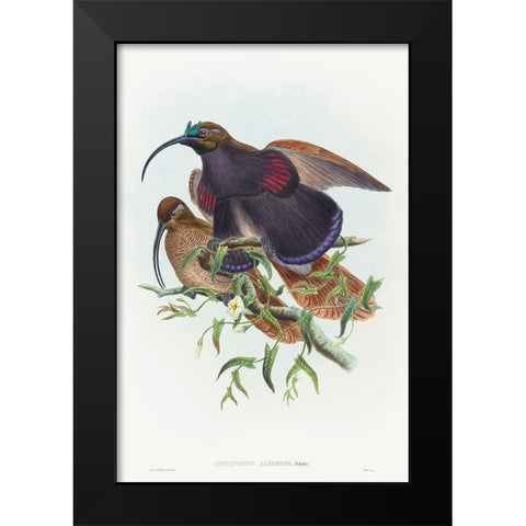 Drepanornis albertisi-Black-billed Sicklebill Bird of Paradise Black Modern Wood Framed Art Print by Gould, John