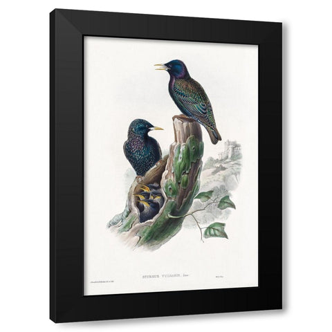 The birds of Great Britain-Sturnur Vulgaris Black Modern Wood Framed Art Print with Double Matting by Gould, John