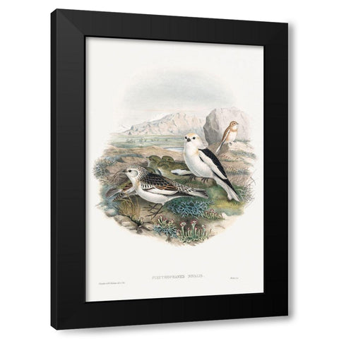 The birds of Great Britain-Plestrophanes Nivalis Black Modern Wood Framed Art Print with Double Matting by Gould, John