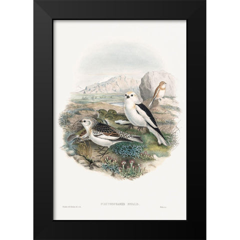 The birds of Great Britain-Plestrophanes Nivalis Black Modern Wood Framed Art Print by Gould, John