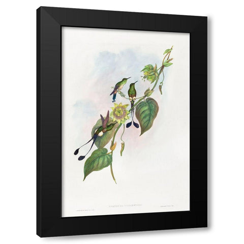 Spathura underwoodi-White-footed Racket-Tail Black Modern Wood Framed Art Print by Gould, John