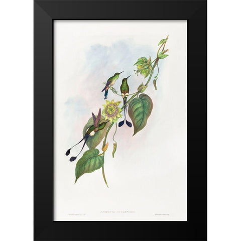 Spathura underwoodi-White-footed Racket-Tail Black Modern Wood Framed Art Print by Gould, John