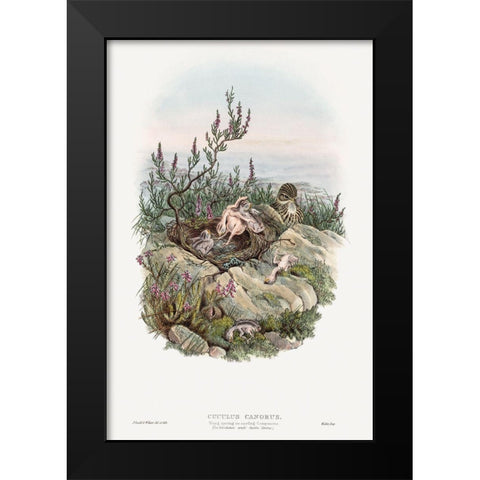 The birds of Great Britain-Cuculus Canorus Black Modern Wood Framed Art Print by Gould, John