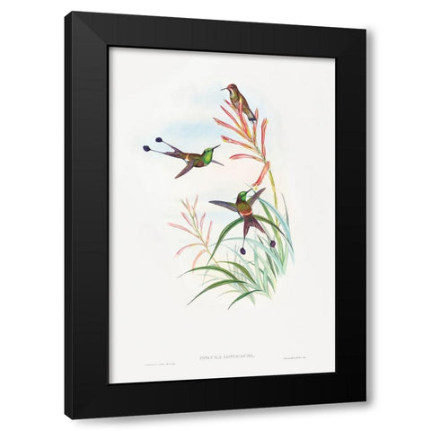 Discura longicauda-Racket-Tail Black Modern Wood Framed Art Print with Double Matting by Gould, John