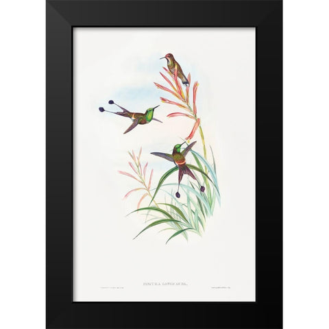 Discura longicauda-Racket-Tail Black Modern Wood Framed Art Print by Gould, John
