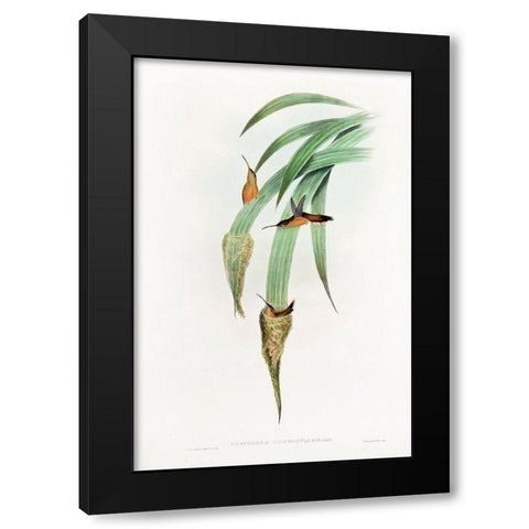 Phaethornis Griseogularis Black Modern Wood Framed Art Print by Gould, John
