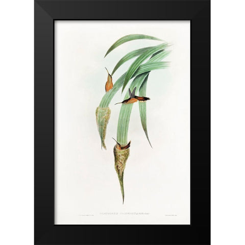 Phaethornis Griseogularis Black Modern Wood Framed Art Print by Gould, John