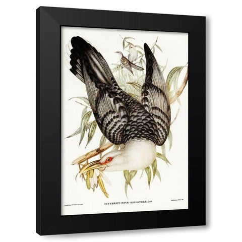 Channel Bill Cuckoo-Scythrops Novae-Hollandiae Black Modern Wood Framed Art Print by Gould, John