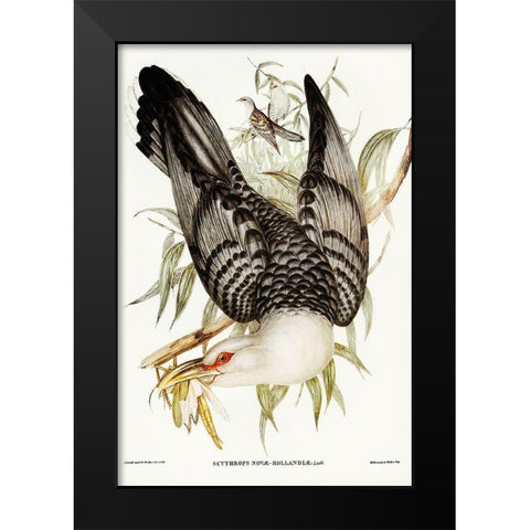 Channel Bill Cuckoo-Scythrops Novae-Hollandiae Black Modern Wood Framed Art Print by Gould, John
