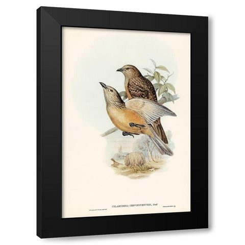 Fawn-breasted Bower-bird-Chlamydera cerviniventris Black Modern Wood Framed Art Print by Gould, John