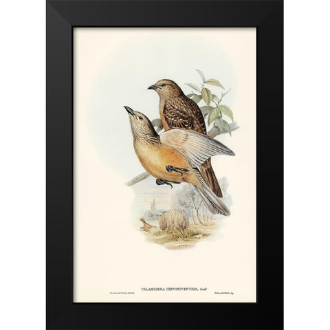 Fawn-breasted Bower-bird-Chlamydera cerviniventris Black Modern Wood Framed Art Print by Gould, John